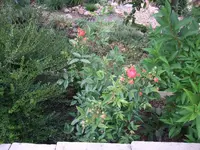 orange morsdag.webp