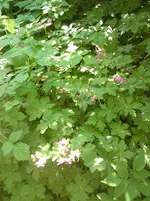 008.webp