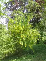 009.webp