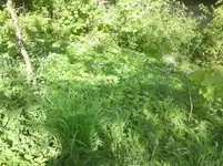 003.webp