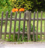 Mohn.webp Mohn.webp