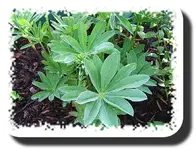 lupinen.webp