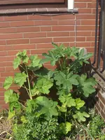 HPIM6416.webp