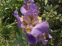 HPIM6420.webp