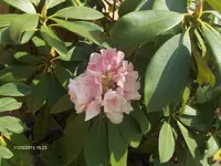 HPIM6421.webp