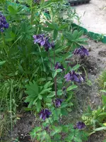 HPIM6436.webp