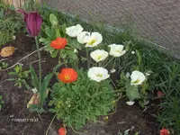 HPIM6432.webp