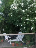 HPIM6429.webp