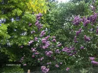 HPIM6426.webp