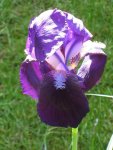 k-IMG_8116 Iris.jpg