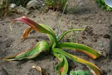 Allium Mars.webp