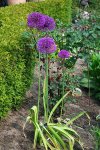 Allium Purple Sensation_Gruppe.jpg