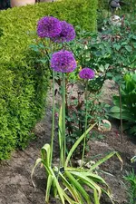 Allium Purple Sensation_Gruppe.webp