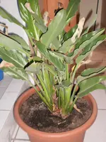 Gartenpflanzen 037.webp