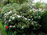 SDC13484.webp