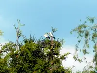 SDC13475.webp