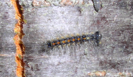schwarze Raupe Nahaufnahme.webp