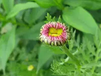 IMG_2470_1067x800.webp