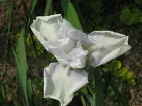 IMG_iris weiß_1067x800.webp
