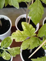 P1719_12-05-11.webp