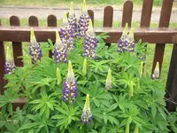 DSCF0389.webp