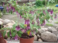 DSCF0390.webp