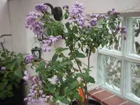 DSCF0391.webp