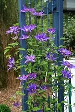 Multi Blue blüht2_kleiner.webp