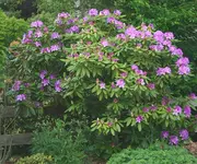 Rhodi 2 m hoch_kleiner.webp