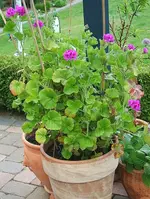 lila Geranie_kleiner.webp