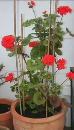 rote Geranie_kleiner.webp