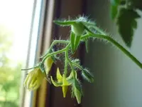 MexHonig10052011.webp