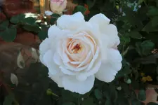 CIMG1158.webp