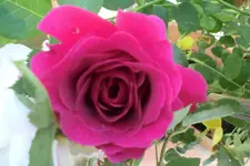 CIMG1159.webp