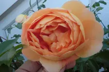 CIMG1162.webp