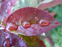 Wassertropfen051.webp