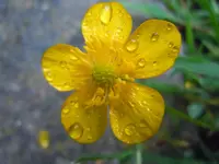 Wassertropfen052.webp