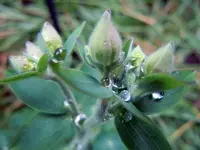 Wassertropfen054.webp