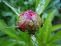 Wassertropfen056.webp
