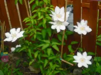 CIMG0915.webp