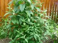 CIMG0918.webp