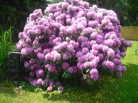 CIMG0923.webp