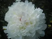 CIMG0935.webp