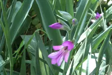 IMG_0371b.webp
