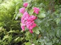 blüten vom Baum.webp