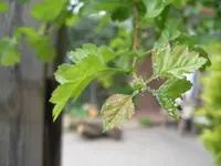 baum Viecher.webp