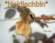 neidisch bin....webp
