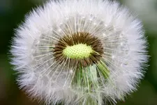 Pusteblume Macro.webp
