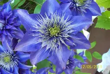 Clematis.webp