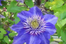 Clematis.webp